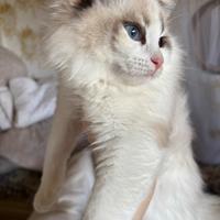 Splendida gattina Ragdoll con pedigree