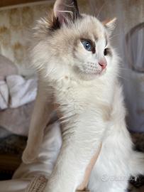 Splendida gattina Ragdoll con pedigree