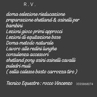 Cavalli pony asini muli asinelli shetland