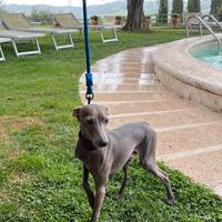 Maschio di piccolo levriero italiano per accoppiam