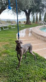 Maschio di piccolo levriero italiano per accoppiam