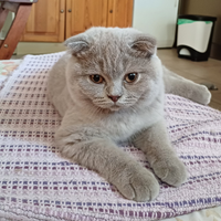 Scottish Fold femminuccia Lilac