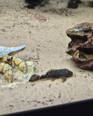 Pesce pulitore