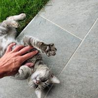 Gatto domestico senza famiglia