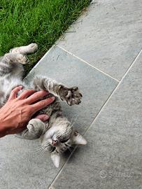 Gatto domestico senza famiglia