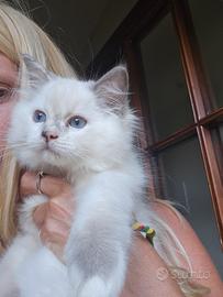 gatto ragdoll 