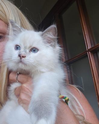 gatto ragdoll 