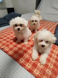 Cuccioli maltese Toy