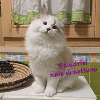 Gatto Siberiano Neva-Masquerade ipoallergenico