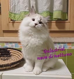 Gatto Siberiano Neva-Masquerade ipoallergenico