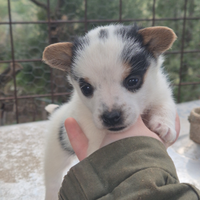 Cucciola taglia piccola pelo lungo NO PEDIGREE