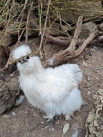 Coppia di Galline Moroseta