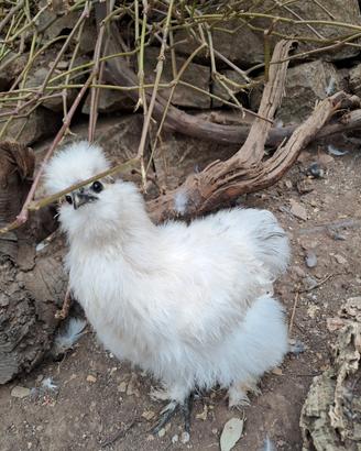 Coppia di Galline Moroseta