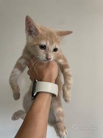 Gattina mix siberiano