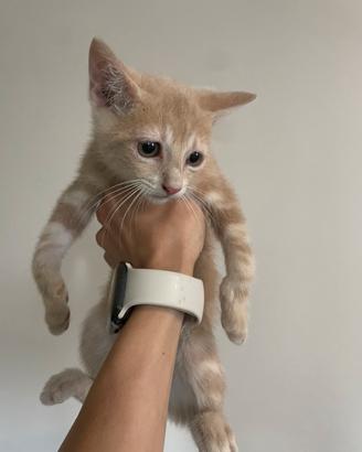 Gattina mix siberiano