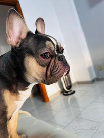 Bulldog francese