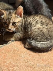 Cucciola bengala