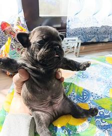 Cucciolata bulldog francese