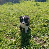 Cucciolo di Border Collie