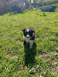 Cucciolo di Border Collie