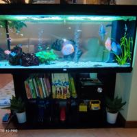 Acquario Juwel rio 240