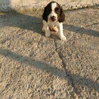 Springer
