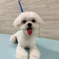 Maltesino disponibile per accoppiamento/monta