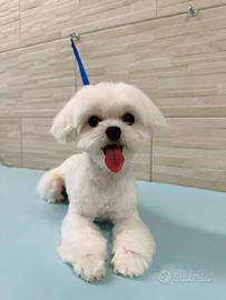 Maltesino disponibile per accoppiamento/monta