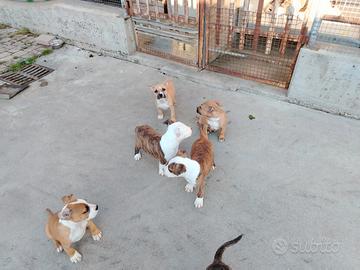 Cuccioli amstaff