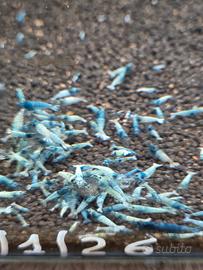 Caridine blue bolt