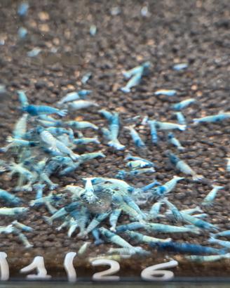 Caridine blue bolt