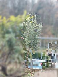 Pianta Rosmarino