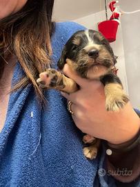 Cuccioli di cocker spaniel con Pedigree Enci