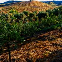 Terreno agricolo corca 7 ettari