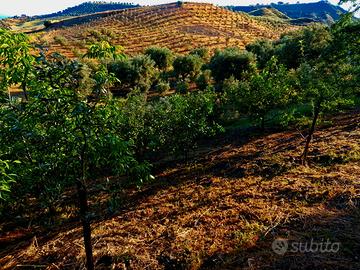 Terreno agricolo corca 7 ettari