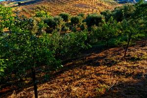 Terreno agricolo corca 7 ettari