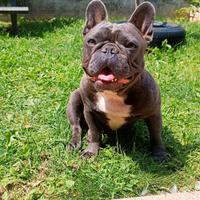 Bulldog francese (monte)