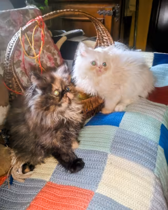 Gatti SIBERIANO TARTARUGATA tenerissimi
