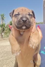 Maschio APBT - American Pitbull Terrier ?