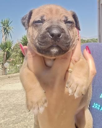 Maschio APBT - American Pitbull Terrier ?
