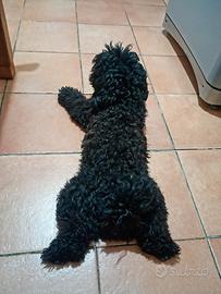 maltipoo 