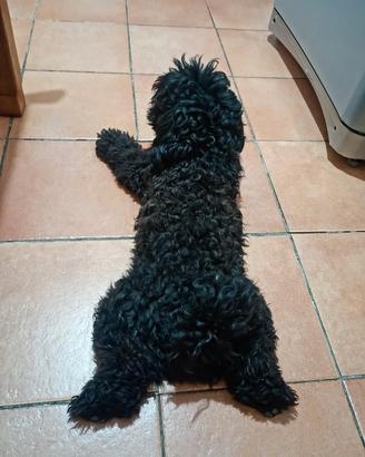 maltipoo 