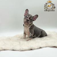 Dolcissimo bulldog francese Lilac merle