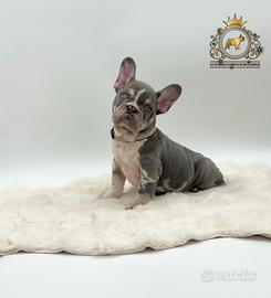 Dolcissimo bulldog francese Lilac merle