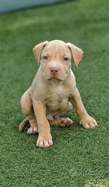 Cuccioli di Pitbull ukc
