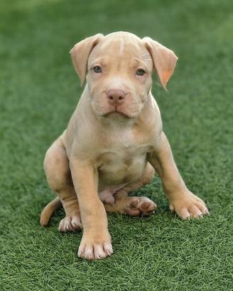 Cuccioli di Pitbull ukc