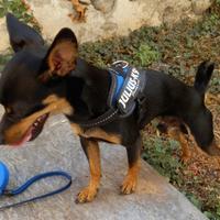 Pincer pincher pinscher per accoppiamento