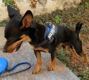Pincer pincher pinscher per accoppiamento