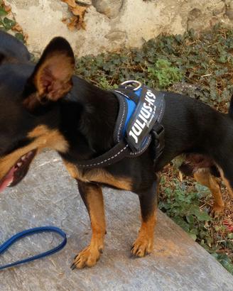 Pincer pincher pinscher per accoppiamento