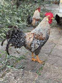 Gallo Leghbar giovane di un anno